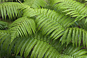 Giant Tree Ferns, Volcano, Hawaii, Sept 2005