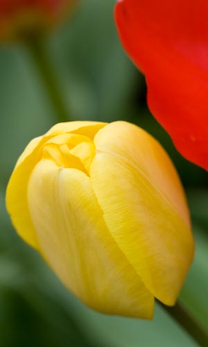Yellow with Red at Tulipfest, Ottawa, Ontario, Canada, May 2008