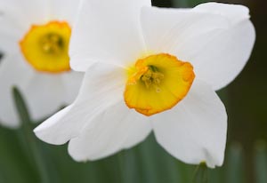 Spring Daffs, Tulipfest, Experimental Farm, Ottawa, Ontario, Canada, May 2008