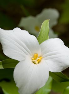 Trillium and Sunbeam, Elmhurst Park, Ottawa, Canada