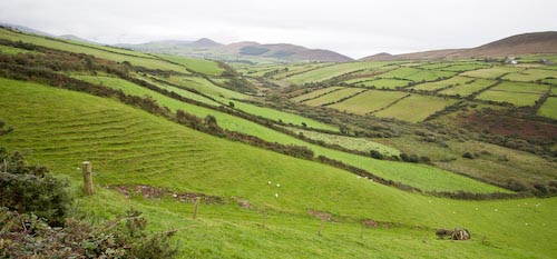 Green Dingle Fields, Dingle Penninsula, Kerry, Ireland