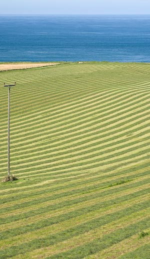 Mowed Field with Utilities: near Larrybane, Northern
 Ireland, Sep 2008