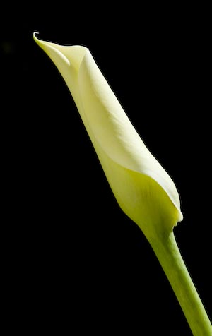 Unfolding Calla Lily, Ottawa, Apr 2009
