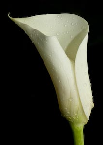 Calla Lily bloom in the rain, Ottawa, Canada, Apr 2009