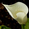 Calla Lily, Apr 2009