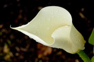 Calla Lily in the rain, Ottawa, Canada, Apr 2009