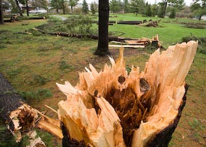 Britannia Park Pine destruction, Ottawa, Canada, Apr 2009