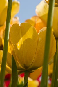 Yellow Tulips, Ottawa, May 2009