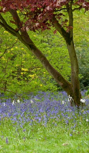 Spring Bluebells,Stourhead Garden, Stourton, Warminster, Wiltshire, UK, May 2010