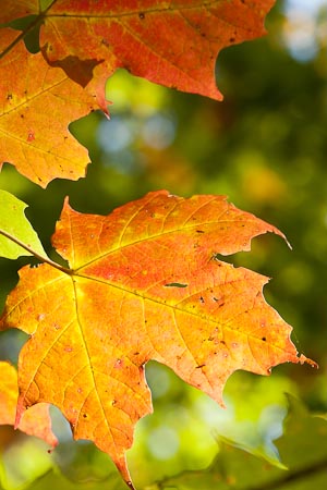 Autumn Maple Leaves, Thorne, Quebec, Sept 2011