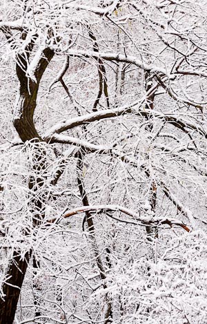 Southern Sticky Snow, London, Ontario, Nov 2011