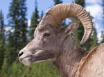 Big Horn Ram, Aug 2012