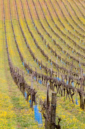 Spring Vines, Spring Flowers: Tarn, France, Apr 2013