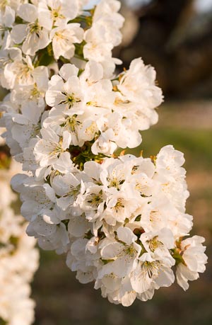 Branches Full of Cherry Blossoms, St-Saturnin-les-Apt, Provence, France. April 2013