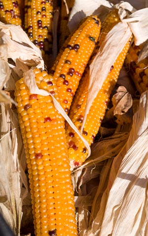Dried cobs of corn at a County Market: Prince Edward County, Ontario, Canada. Oct 2013