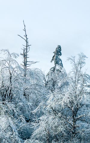 Iced trees, along highway 401, Ontario, Canada. Dec 2013