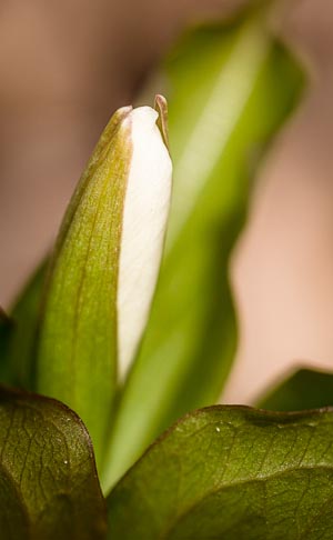 White Trillum Bud Emerging, Barnes Lake, Quebec, Canada. May 2014