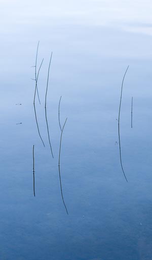 Reeds and Damsel Flies Reflected, Barnes Lake, Quebec, Canada. July 2014