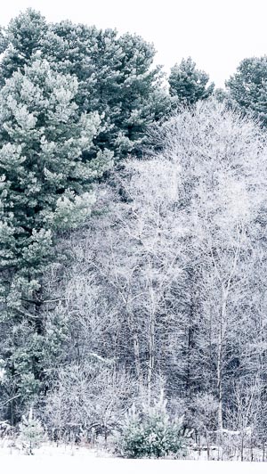 Hoar Frosted Trees, Ottawa, Ontario, Canada. Dec 2014
