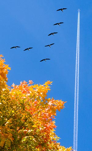 Autumn colour, birds flying south, but not the planes yet, Ottawa, Canada, Oct 2015