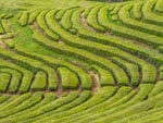 Hedges of Tea: Contour hugging rows create patterns on the rolling terrain, Cha Gorreana Tea Plantation, Sao Miguel, Azores, Porgugal, Apr 2016
