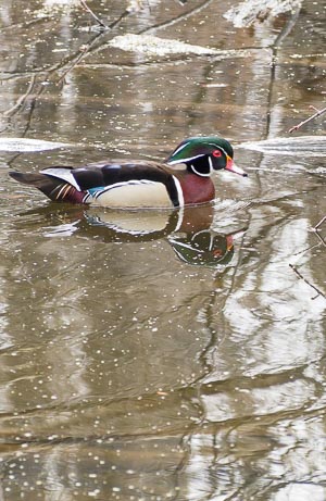 Male wood duck floating on Mud Lake, Ottawa, Ontario, Canada, April 2018