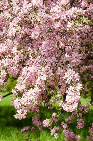 Flowering crab tree covered in pink blossoms, Ottawa, Ontario, Canada, May 2018