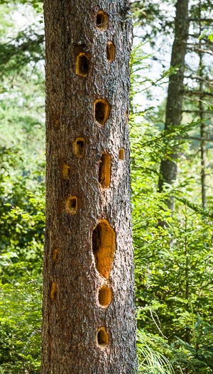 Secret Coded Message? A pattern of holes pecked in a tall spruce tree, McAdam, New Brunswick, Canada, August 2018