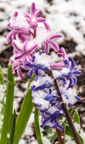 Cold Spring Colour: Purple and pink hyacinths in a rare May snowfall, Ottawa, Ontario, Canada, May 2020