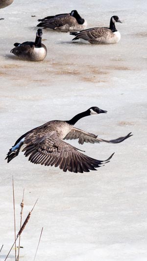 Coming in for a Landing, Ottawa, Canada, March 2021