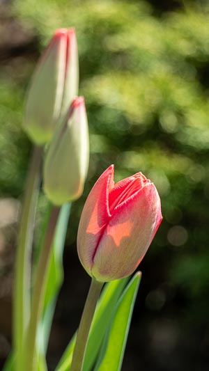 First Tulip of the Spring, Ottawa, Canada, April 2021