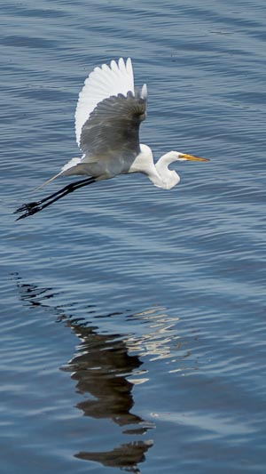 Our Local Great White Egret in flight, Ottawa, Canada, June 2021