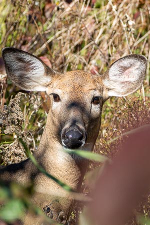 Curious White Tailed Deer, Ottawa, Ontario, Canada, October 2022