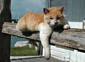 Resting Cat, Hopetown, Bahamas