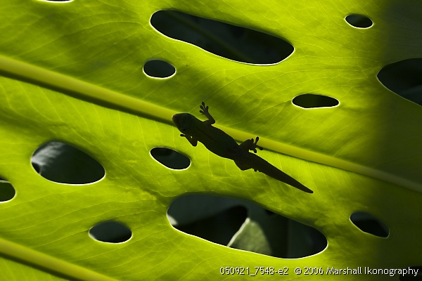<b>Leaf holes and Gecko</b> - Holualoa-Kona, Big Island, Hawaii, USA