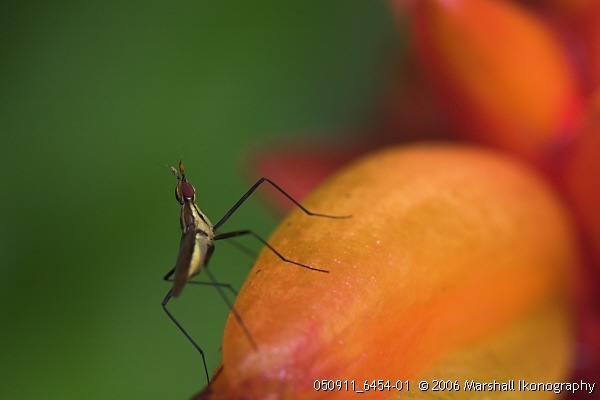 <b>Vast Territories to Explore</b> - Hawaii Tropical Botanical Garden, Papaikou, Big Island, Hawaii, USA