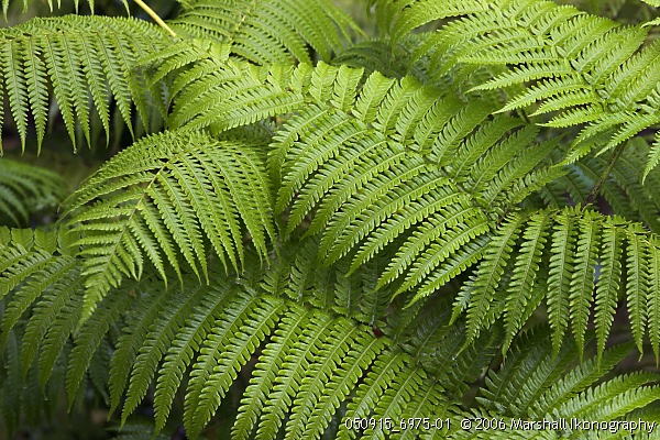 <b>Giant Tree Ferns</b> - Volcano, Big Island, Hawaii, USA